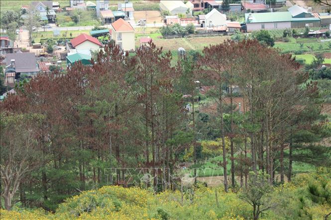 Trong ảnh: Những cây thông bị phá bằng hình thức ken cây đang chết dần, lá chuyển sang màu vàng. Ảnh: TTXVN phát 