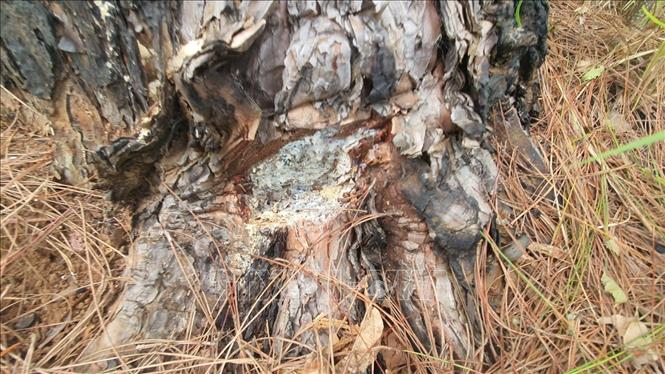 Trong ảnh: Một gốc thông bị ken cây. Ảnh: TTXVN phát
