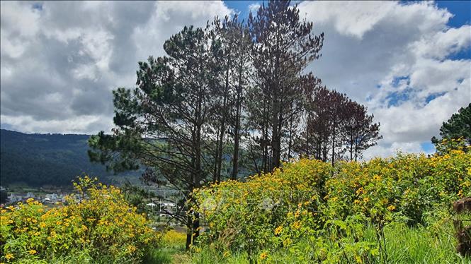 Trong ảnh: Gần 50 cây thông còn lại nằm trên diện tích năm ngoài quy hoạch 3 loại rừng thuộc địa giới hành chính xã Hiệp An, huyện Đức Trọng. Ảnh: TTXVN phát 

