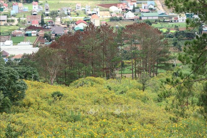 Trong ảnh: Khu vực thông đang chết dần, vàng lá. Ảnh: TTXVN phát 

