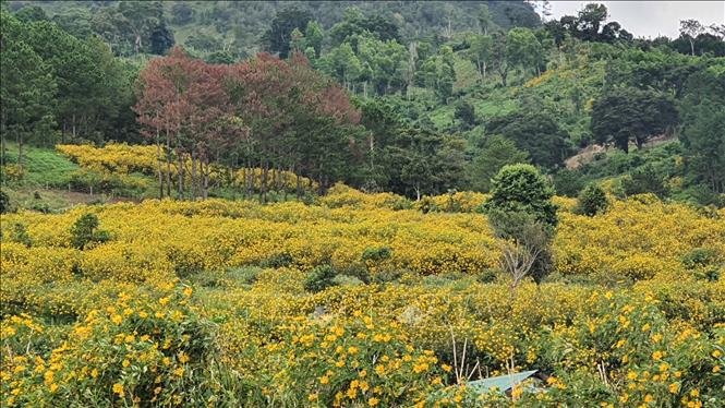 Trong ảnh: Gần 50 cây thông còn lại nằm trên diện tích năm ngoài quy hoạch 3 loại rừng thuộc địa giới hành chính xã Hiệp An, huyện Đức Trọng. Ảnh: TTXVN phát 

