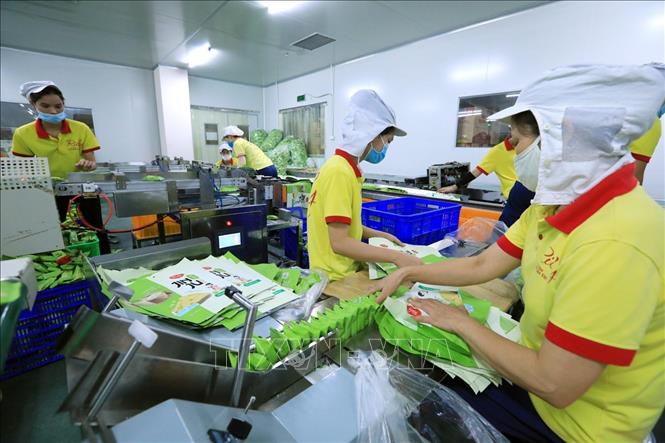 Trong ảnh: Đóng gói sản phẩm bánh gạo Richy Jinju. Ảnh: Tuấn Anh – TTXVN