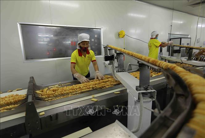 Trong ảnh: Sản phẩm bánh gạo Richy được xếp lên khuôn trước khi đóng gói. Ảnh: Vũ Sinh – TTXVN