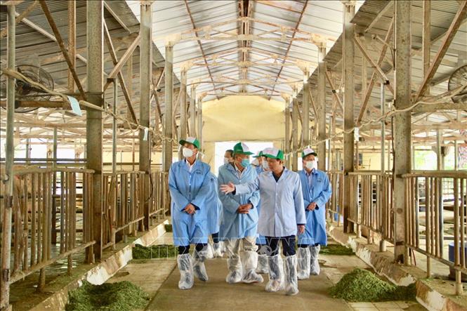  Đoàn công tác khảo sát trại nuôi bò của Công ty Cổ phần Giống gia súc Hà Nội. Ảnh: Nguyễn Thắng -TTXVN