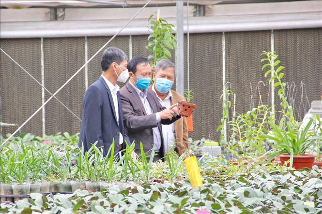 Đoàn công tác khảo sát vườn Lan Hồ Điệp tại Viện Nghiên cứu Rau quả. Ảnh: Nguyễn Thắng -TTXVN