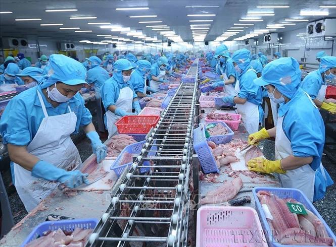 Cán cân thương mại được cải thiện rõ nét. Từ chỗ thường xuyên nhập siêu, Việt Nam đã chuyển sang cân bằng xuất, nhập khẩu, thậm chí là xuất siêu. Trong ảnh: Thủy sản là một trong các mặt hàng xuất khẩu có mức tăng trưởng mạnh trong nhiều năm. Ảnh: Vũ Sinh – TTXVN