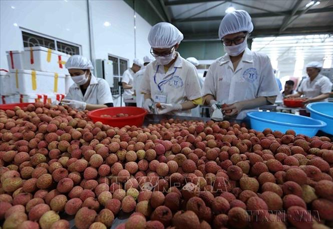 10 tháng năm 2021, tổng kim ngạch xuất nhập khẩu đã đạt 537,31 tỷ USD; trong đó xuất khẩu đạt 267,93 tỷ USD và nhập khẩu đạt 269,38 tỷ USD. Trong ảnh: Sơ chế quả vải tươi phục vụ xuất khẩu sang Australia và Nhật Bản tại Công ty CP XNK thực phẩm Toàn Cầu (Bắc Giang). Ảnh: Danh Lam - TTXVN 