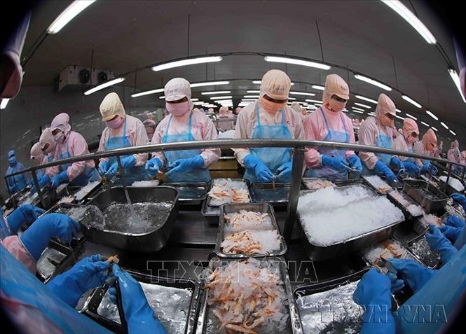 Đặc biệt trong năm 2020, dưới ảnh hưởng nặng nề của đại dịch Covid-19, nền kinh tế thế giới suy thoái, thương mại toàn cầu sụt giảm nghiêm trọng, song Việt Nam đã thực hiện khá thành công “mục tiêu kép”: vừa chống dịch hiệu quả, vừa phát triển kinh tế. Trong ảnh: Dây chuyền chế biến tôm đông lạnh xuất khẩu của Công ty CP thuỷ sản Minh Phú Hậu Giang ở KCN Sông Hậu (Hậu Giang). Ảnh: Vũ Sinh - TTXVN