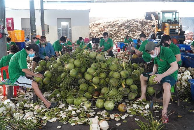 Trong ảnh: Sơ chế dừa tươi (dừa uống nước) phục vụ xuất khẩu ở Công ty TNHH Xuất khẩu trái cây Mekong.  Ảnh: Công Trí-TTXVN