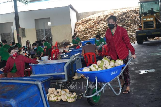 Trong ảnh: Sơ chế dừa tươi (dừa uống nước) phục vụ xuất khẩu ở Công ty TNHH Xuất khẩu trái cây Mekong.  Ảnh: Công Trí-TTXVN