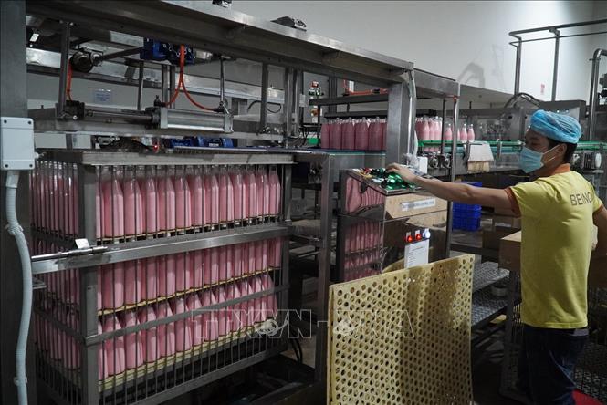 Trong ảnh: Sản xuất sữa dừa xuất khẩu ở Công ty Đầu tư dừa Bến Tre (Bienco).  Ảnh: Công Trí-TTXVN