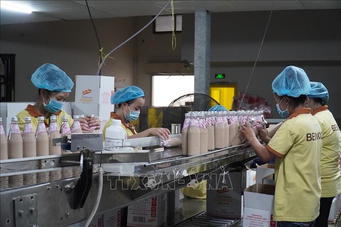 Trong ảnh: Sản xuất sữa dừa xuất khẩu ở Công ty Đầu tư dừa Bến Tre (Bienco).  Ảnh: Công Trí-TTXVN