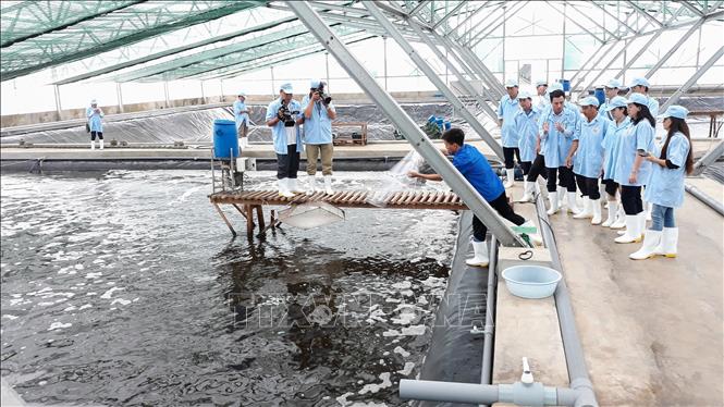 Photo: A hi-tech shrimp farming area of the Viet Uc Seafood Corporation in the Mekong Delta province of Bac Lieu. VNA Photo: Tuấn Kiệt  