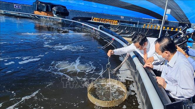 Photo: A hi-tech shrimp farming area at the Hi-tech Agricultural Zone in the Mekong Delta province of Bac Lieu. VNA Photo: Tuấn Kiệt  