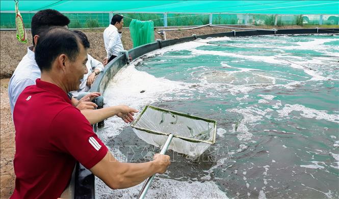 Photo: A hi-tech shrimp farming area of the Long Manh Co. Ltd in Vinh Hau A commune, Hoa Binh district, in the Mekong Delta province of Bac Lieu. VNA Photo: Tuấn Kiệt  