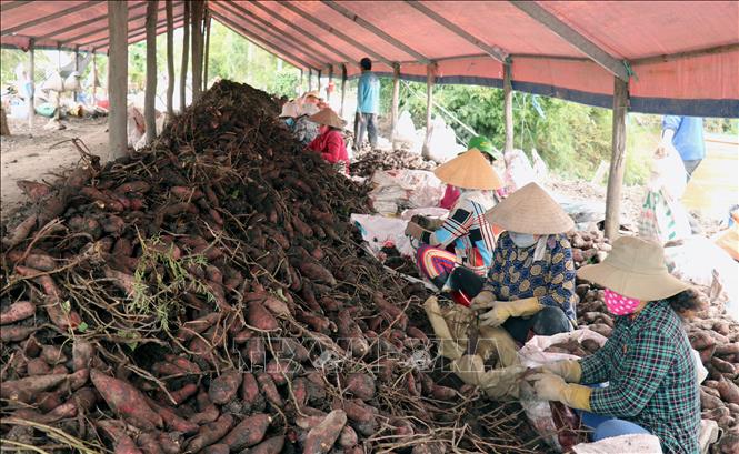 Trong ảnh: Thu hoạch khoai lang ở xã Mỹ Thái, huyện Hòn Đất (Kiên Giang). Lê Huy Hải - TTXVN