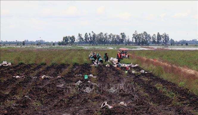 Trong ảnh: Thu hoạch khoai lang ở xã Mỹ Thái, huyện Hòn Đất (Kiên Giang). Ảnh: Lê Huy Hải - TTXVN