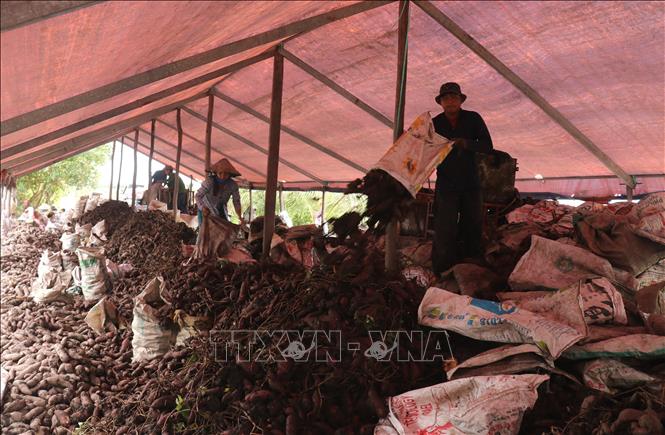 Trong ảnh: Tập kết hoạch khoai lang ở xã Mỹ Thái, huyện Hòn Đất (Kiên Giang). Ảnh: Lê Huy Hải - TTXVN