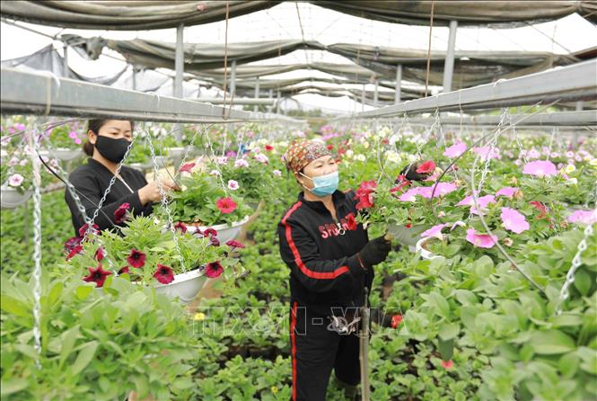 Trong ảnh: Hộ Nông dân Hoàng Văn Trào xã Tích Giang, huyện Phúc Thọ chuyển đổi hơn 1.000m2 đất lúa kém hiệu quả chuyển sang trồng hoa cây cảnh trong nhà lưới, cho thu nhập hơn 500 triệu đồng/sào/năm. Ảnh: Vũ Sinh - TTXVN