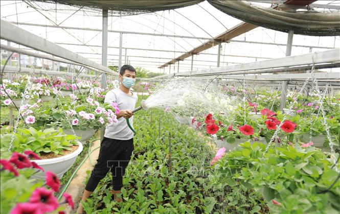Trong ảnh: Hộ Nông dân Hoàng Văn Trào xã Tích Giang, huyện Phúc Thọ chuyển đổi hơn 1.000m2 đất lúa kém hiệu quả chuyển sang trồng hoa cây cảnh trong nhà lưới, cho thu nhập hơn 500 triệu đồng/sào/năm. Ảnh: Vũ Sinh - TTXVN