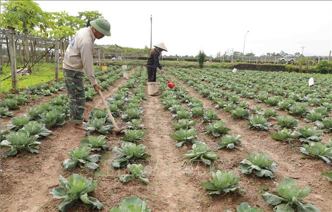 Trong ảnh: Hộ Nông dân Hoàn Văn Thắng ở xã Thanh Đa có 2 sào đất chuyên canh trồng rau, mỗi năm cho thu nhập khoảng 100 triệu đồng. Ảnh: Vũ Sinh - TTXVN