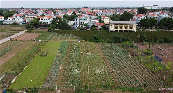 Trong ảnh: Vùng rau an toàn xã Thanh Đa, huyện Phúc Thọ đến nay đã chuyển đổi được hơn 50 ha đất nông nghiệp kém hiệu quả sang trồng rau tập trung, cho thu nhập từ 600 triệu đến 800 triệu đồng/ha/năm. Ảnh: Vũ Sinh - TTXVN