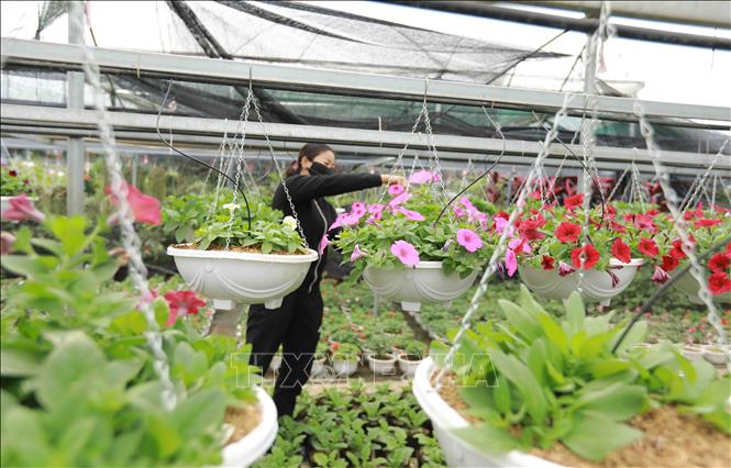 Trong ảnh: Hộ nông dân Hoàng Văn Trào xã Tích Giang, huyện Phúc Thọ chuyển đổi hơn 1.000m2 đất lúa kém hiệu quả chuyển sang trồng hoa cây cảnh trong nhà lưới, cho thu nhập hơn 500 triệu đồng/sào/năm. Ảnh: Vũ Sinh - TTXVN
