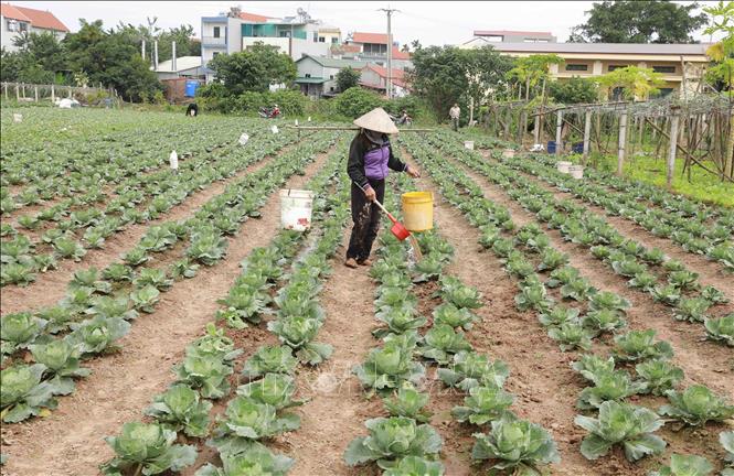 Trong ảnh: Hộ nông dân Hoàng Văn Thắng ở xã Thanh Đa có 2 sào đất chuyên canh trồng rau, mỗi năm cho thu nhập khoảng 100 triệu đồng. Ảnh: Vũ Sinh - TTXVN