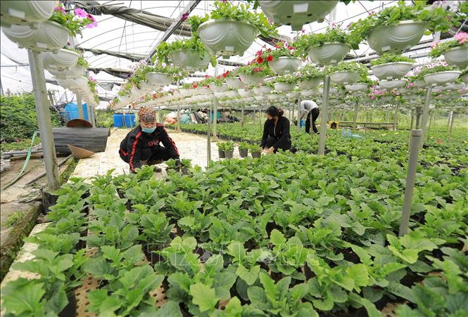 Trong ảnh: Từ năm 2020 đến nay, huyện Phúc Thọ chuyển đổi được 222 ha đất nông nghiệp kém hiệu quả chuyển sang trồng hoa cây cảnh, tập trung ở các xã Tam Thuấn, Tích Giang, Tam Hiệp, Hiệp Thuận, Thanh Đa, giá trị sản xuất trên 1ha đất nông nghiệp cho thu nhập từ 250 triệu đến 750 triệu đồng/ha/năm. Ảnh: Vũ Sinh - TTXVN