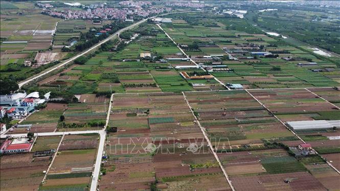 Trong ảnh: Từ năm 2020 đến nay, huyện Phúc Thọ chuyển đổi được hơn 499ha đất nông nghiệp kém hiệu quả chuyển sang trồng rau, tập trung an toàn ở các xã Vân Hà, Vân Phúc, Xuân Đình, Thanh Đa, Hát Môn, Võng Xuyên, Sen Phương, giá trị sản xuất trên 1ha đất nông nghiệp cho thu nhập từ 200 triệu đến 800 triệu đồng/ha/năm. Ảnh: Vũ Sinh - TTXVN