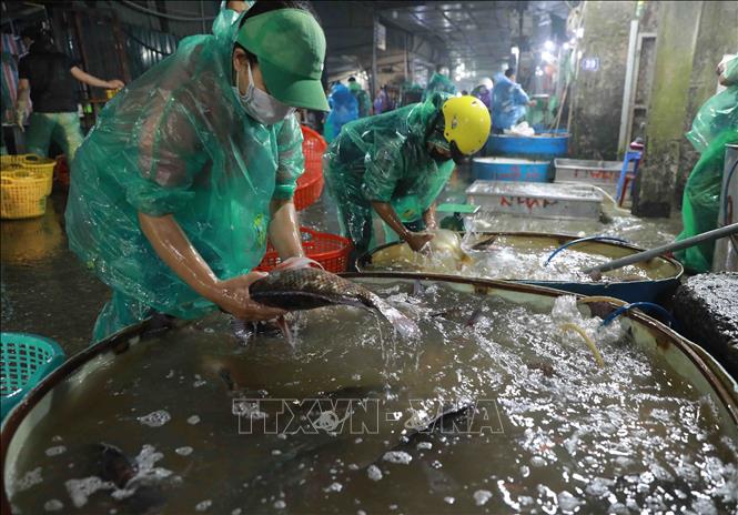 Trong ảnh: Chợ cá Sở Thượng (phường Yên Sở, quận Hoàng Mai) mỗi đêm cung cấp từ 40 đến 50 tấn thuỷ sản nước ngọt từ các tỉnh cho thị trường Hà Nội. Ảnh: Vũ Sinh - TTXVN 