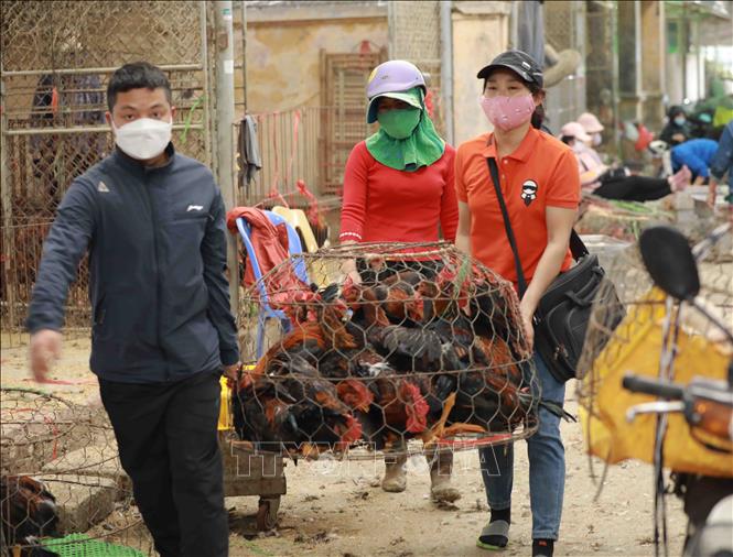 Trong ảnh: Mỗi ngày đêm, Chợ đầu mối gia cầm Hà Vĩ (xã Lê Lợi, huyện Thường Tín) trung chuyển cung cấp khoảng 35 tấn gia cầm cho thị trường Hà Nội. Ảnh: Vũ Sinh - TTXVN