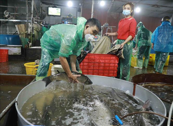 Trong ảnh: Tiểu thương chọn mua thuỷ sản ở chợ cá Sở Thượng (phường Yên Sở, quận Hoàng Mai, Hà Nội). Ảnh: Vũ Sinh - TTXVN 