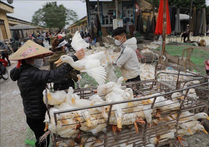 Trong ảnh: Mỗi ngày đêm, Chợ đầu mối gia cầm Hà Vĩ (xã Lê Lợi, huyện Thường Tín) trung chuyển cung cấp khoảng 35 tấn gia cầm cho thị trường Hà Nội. Ảnh: Vũ Sinh - TTXVN