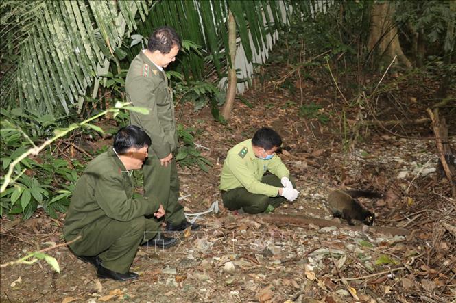 Một cá thể cầy vòi mốc được tái thả tại Vườn quốc gia Cúc Phương. Ảnh: Đức Phương - TTXVN