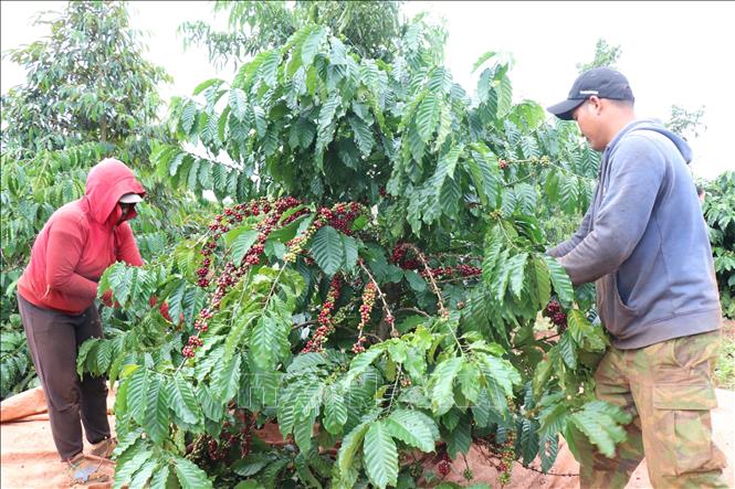 Trong ảnh: Nông hộ ở xã buôn Sứt M’Đưng, xã Cư Suê, huyện Cư M’gar tất bật thu hoạch cà phê. Ảnh: Anh Dũng - TTXVN