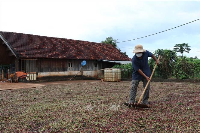 Trong ảnh: Người dân buôn A Yun , xã Ea Kueh, huyện Cư M’gar, tỉnh Đắk Lắk phơi cà phê sau thu hái. Ảnh: Anh Dũng - TTXVN
