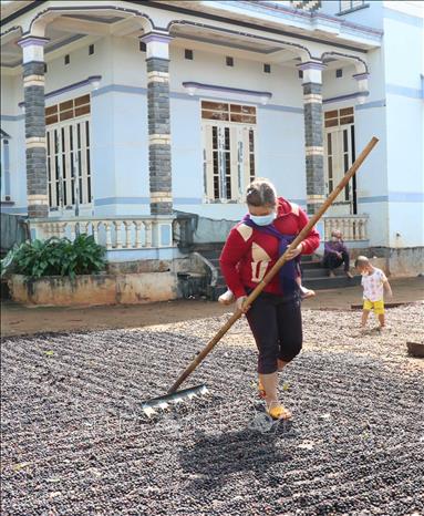 Trong ảnh: Người dân buôn A Yun , xã Ea Kueh, huyện Cư M’gar, tỉnh Đắk Lắk phơi cà phê sau thu hái. Ảnh: Anh Dũng - TTXVN