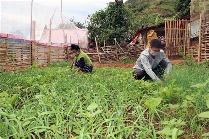 Trong ảnh: Vợ chồng ông Lò Văn Kiêm ở bản Lếch, xã Chiềng Lao, huyện Mường La chăm sóc vườn rau. Ảnh: Hữu Quyết – TTXVN