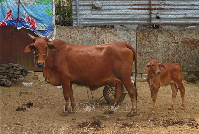Trong ảnh: Bê con (nhỏ) lai từ giống bò Brahman của người dân tại Kon Tum có trọng lượng hơn 50 kg sau 2 tháng kể từ khi sinh. Ảnh: Dư Toán – TTXVN.