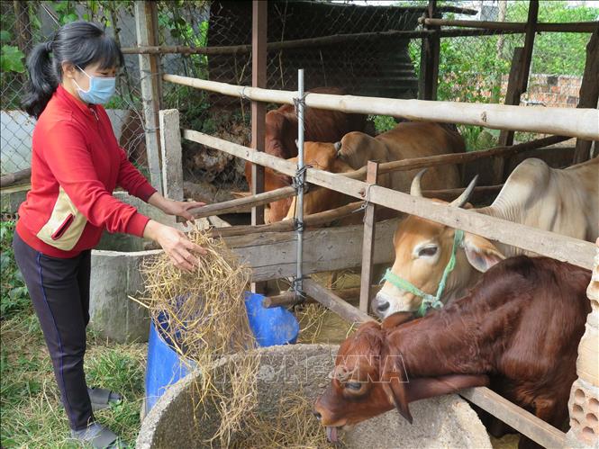 Trong ảnh: Các giống bò lang trắng xanh Bỉ (BBB), Brahman hay Droughtmaster được người dân tại Kon Tum ưa chuộng lai tạo bởi trọng lượng lớn, cho giá trị kinh tế cao. Ảnh: Dư Toán – TTXVN.