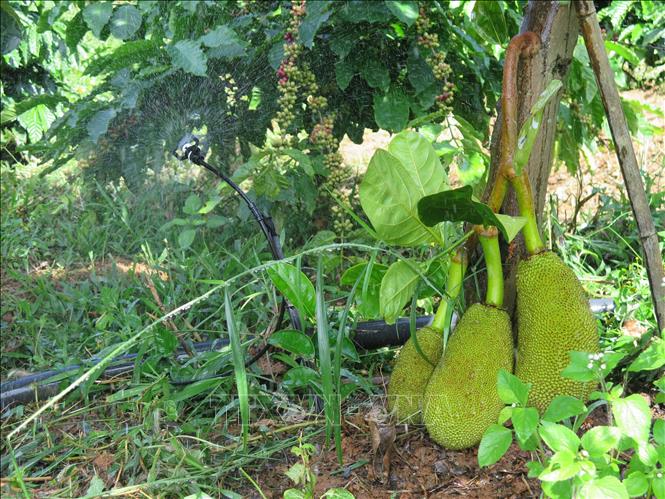 Hệ thống tưới tiết kiệm được nông dân xã Đăk Ui, huyện Đăk Hà áp dụng trong vườn cây ăn quả. Ảnh: Dư Toán – TTXVN