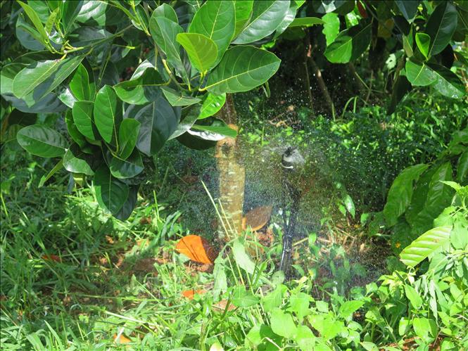 Hệ thống tưới tiết kiệm được nông dân xã Đăk Ui, huyện Đăk Hà áp dụng tưới cho vườn cây ăn quả. Ảnh: Dư Toán – TTXVN