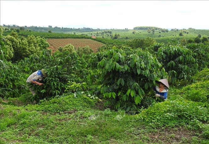 Bên cạnh áp dụng tưới nước tiết kiệm, HTX Công bằng Pô Kô trồng cỏ lạc giữa luống cà phê để chống bốc hơi nước và trôi đất. Ảnh: Dư Toán – TTXVN