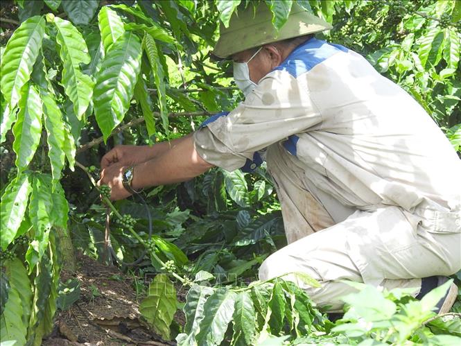 Nông dân canh tác tại vườn cà phê của HTX nông nghiệp Công bằng Pô Kô điều chỉnh hệ thống tưới nước tiết kiệm. Ảnh: Dư Toán – TTXVN