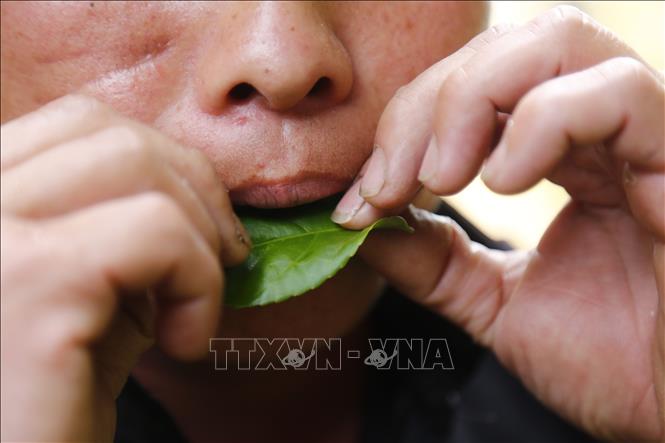 Trong ảnh: Kèn lá được thổi bằng cách đặt vào giữa 2 môi và giữ bằng ngón trỏ và ngón cái. Ảnh: Nam Sương - TTXVN