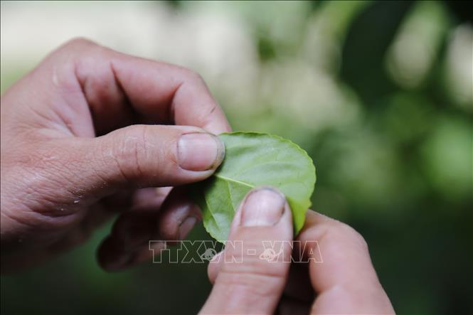 Trong ảnh: Những chiếc lá được lựa chọn phải có độ mềm và dai. Ảnh: Nam Sương - TTXVN