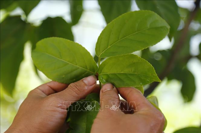 Trong ảnh: Những chiếc lá được lựa chọn phải có độ mềm và dai. Ảnh: Nam Sương - TTXVN