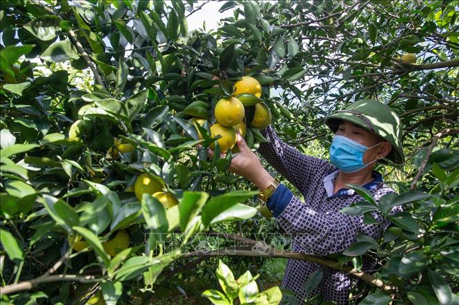 Trong ảnh: Thu hoạch cam Cao Phong. Ảnh: Trọng Đạt - TTXVN