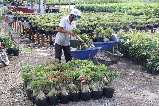 Trong ảnh: Nông dân xã Tân Khánh Đông , thành phố Sa Đéc chuẩn bị hoa sứ cho tết Nhâm Dần 2022. Ảnh: Nguyễn Văn Trí - TTXVN